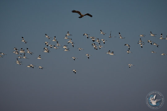 Avocettes élégantes