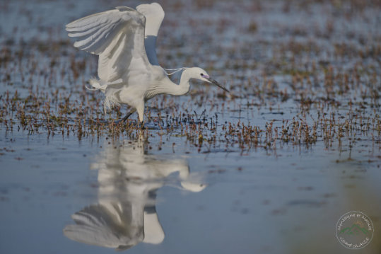 Little Egret