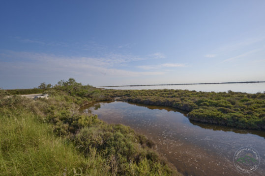 Landscape of Camargue