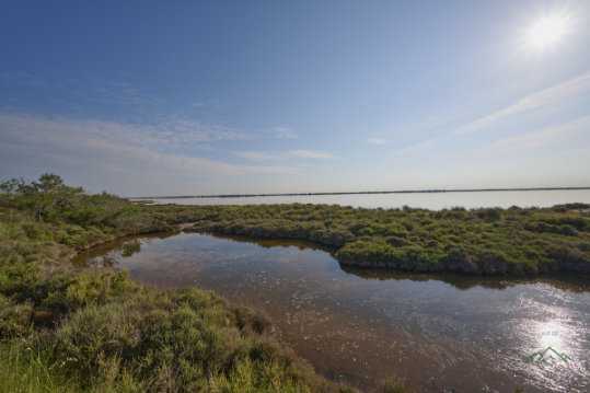 Pond of Camargue