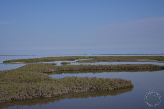 Pond of Camargue