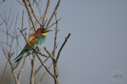 European Bee-eater