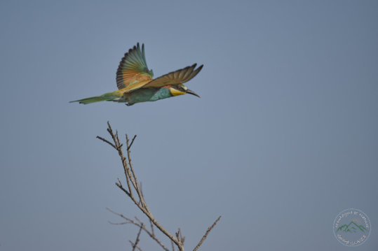 European Bee-eater