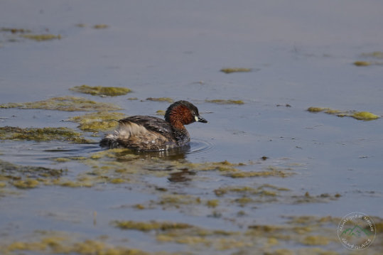 Little Grebe