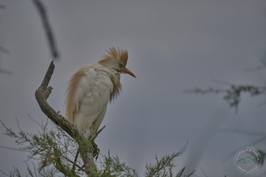 Western Cattle Egret