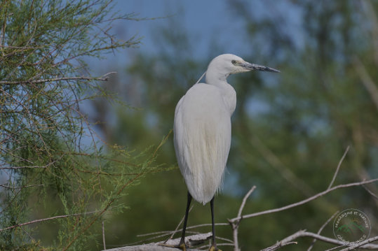 Little Egret