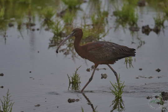 Glossy Ibis