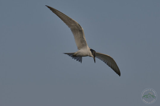 Gull-billed Tern