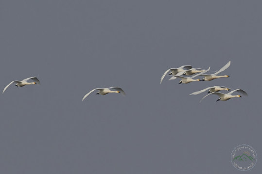 Tundra Swan