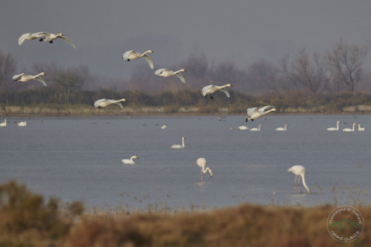 Tundra Swan