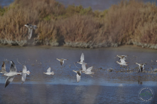 Spotted Redshank