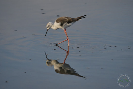 Black-winged Stilt