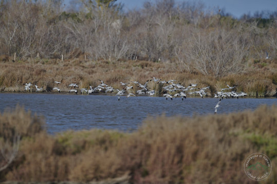 Pied Avocet