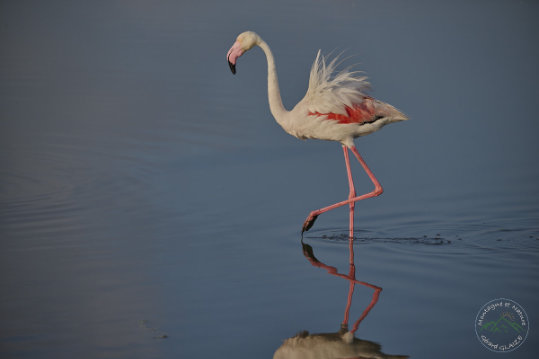 Greater Flamingo