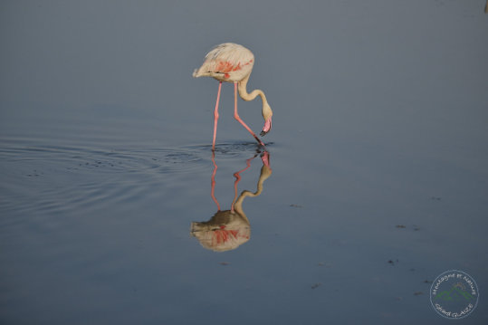 Greater Flamingo