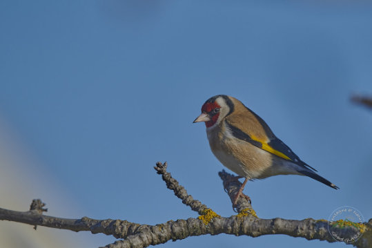 European Goldfinch
