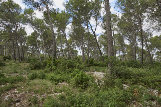 Alpilles pine forest