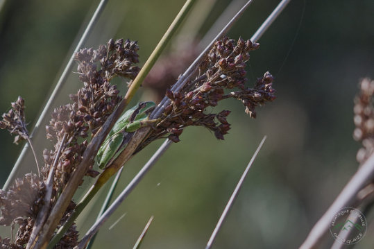 Southern tree frog