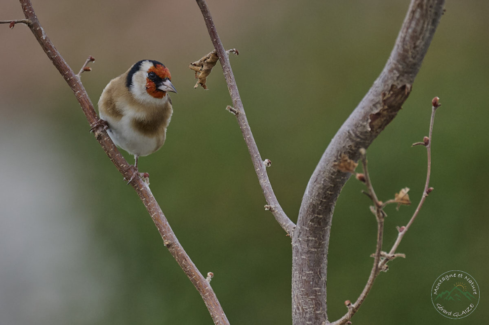 European Goldfinch