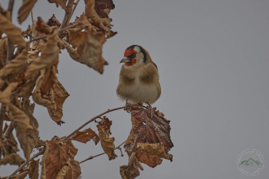 European Goldfinch