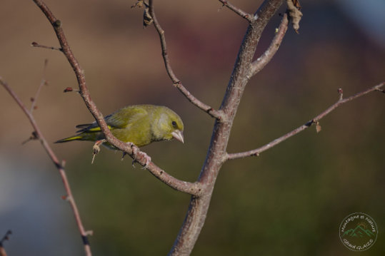 European Greenfinch