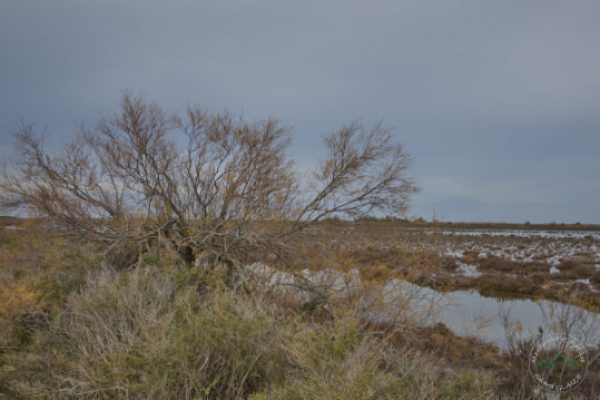 Landscape of Camargue