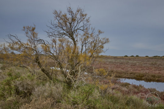 Landscape of Camargue