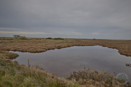 Landscape of Camargue
