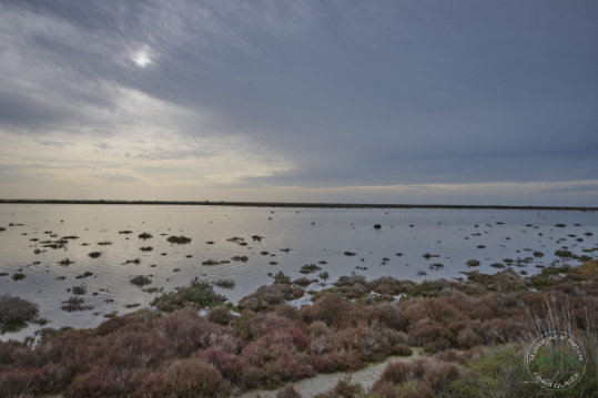 Pond of Camargue