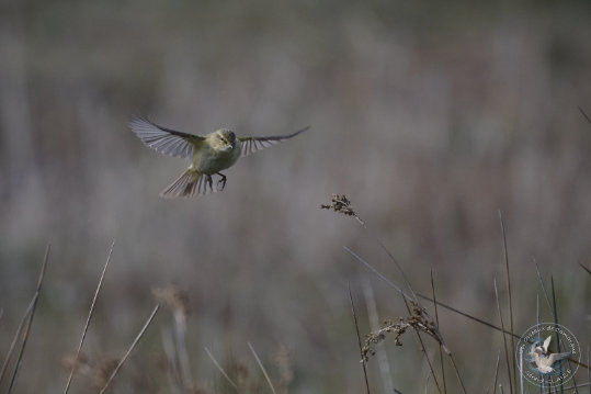 Common Chiffchaff