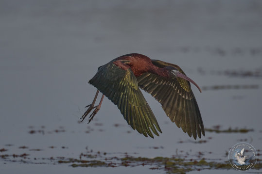 Glossy Ibis