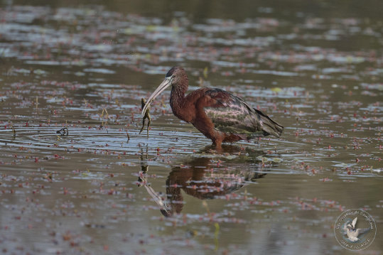 Glossy Ibis
