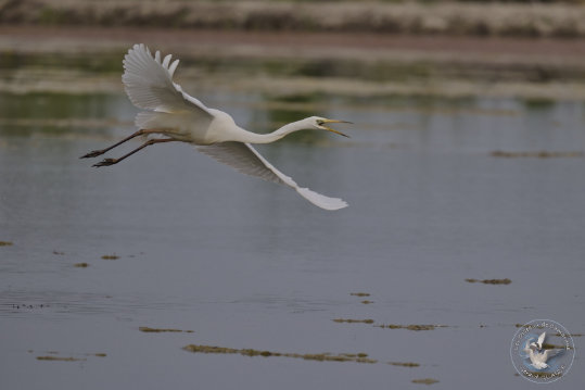 Great Egret
