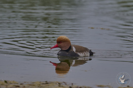 Red-crested Pochard