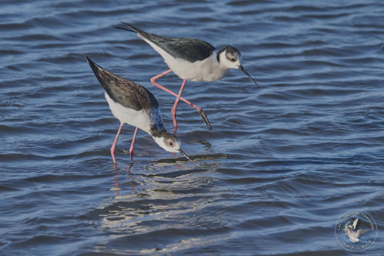 Black-winged Stilt