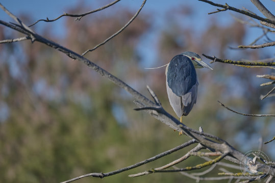 Black-crowned Night Heron