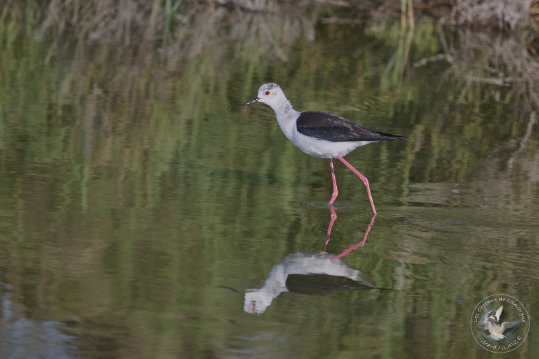 Black-winged Stilt