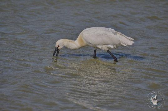 Eurasian Spoonbill