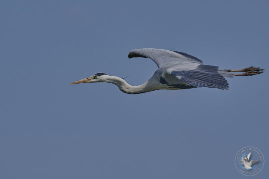 Grey Heron in flight