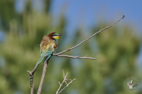 European Bee-eater