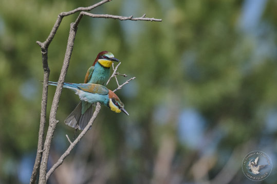 European Bee-eater