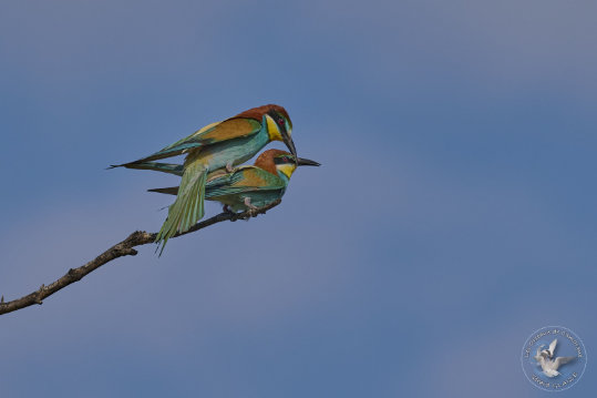 European Bee-eater