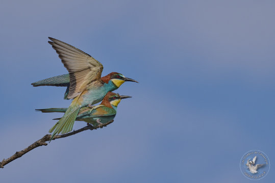 European Bee-eater