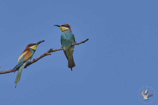 European Bee-eater
