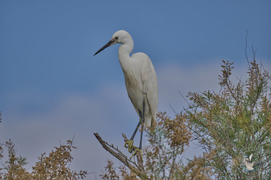 Little Egret