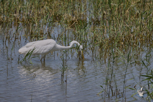 Great Egret
