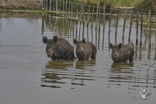 Herd of Wild Boars