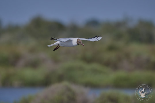 Black-headed Gull
