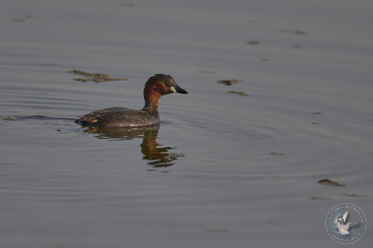 Little Grebe