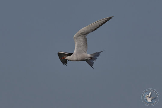 Tern in flight